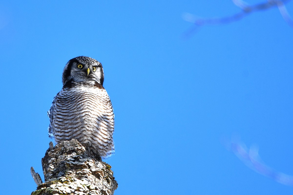Northern Hawk Owl - Ari Weiss