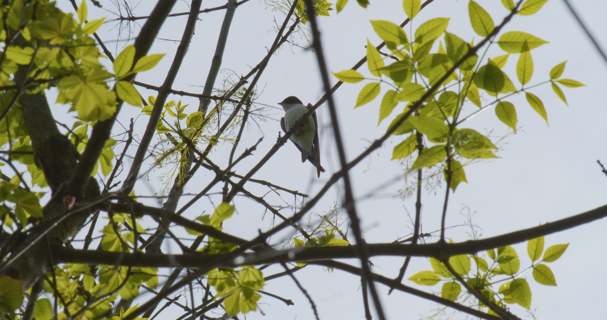 Tree Swallow - Anonymous