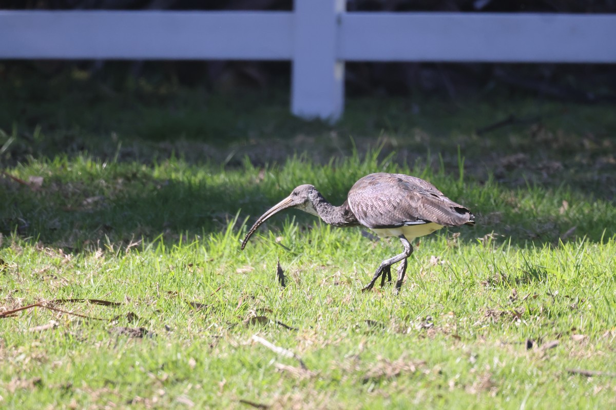 Straw-necked Ibis - GEOFFREY SHINKFIELD