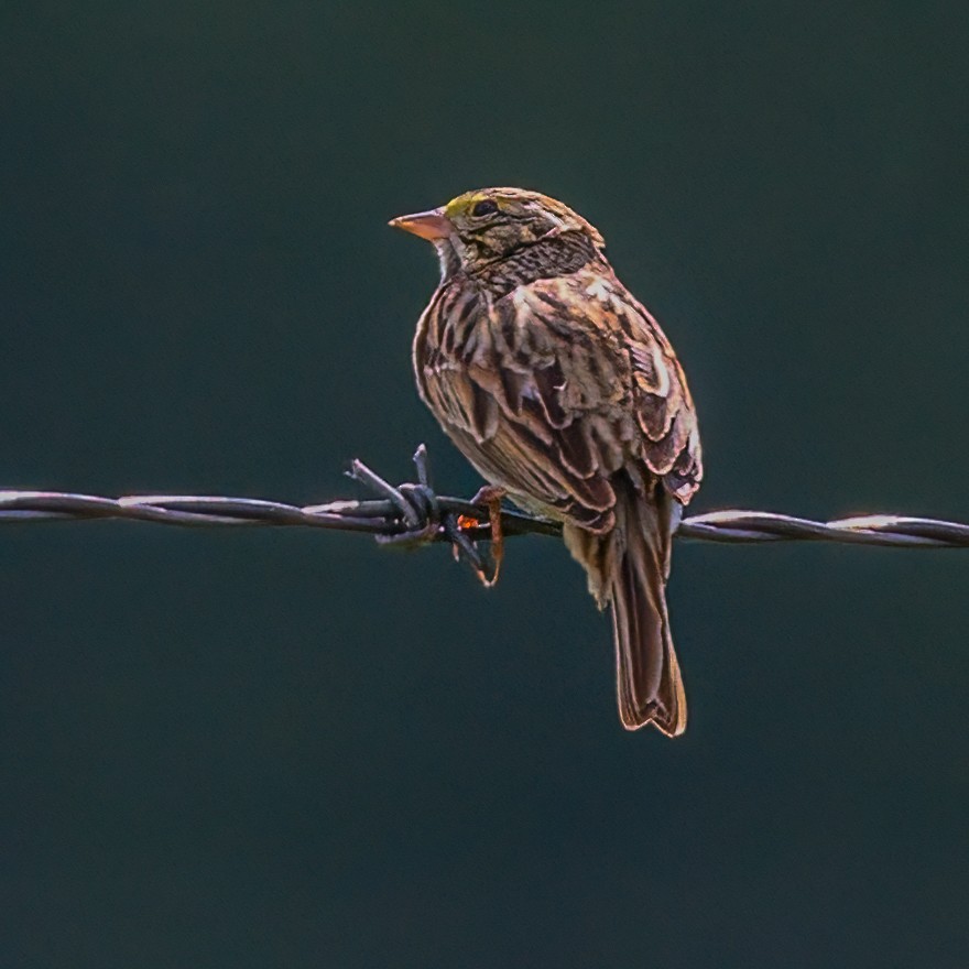 Savannah Sparrow - ML619012396