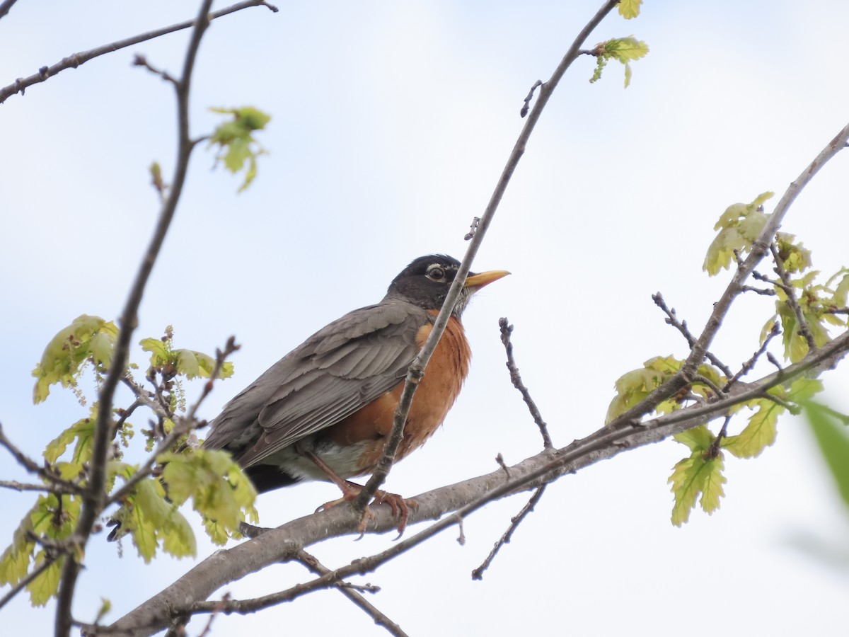 American Robin - Eileen LeFrancois