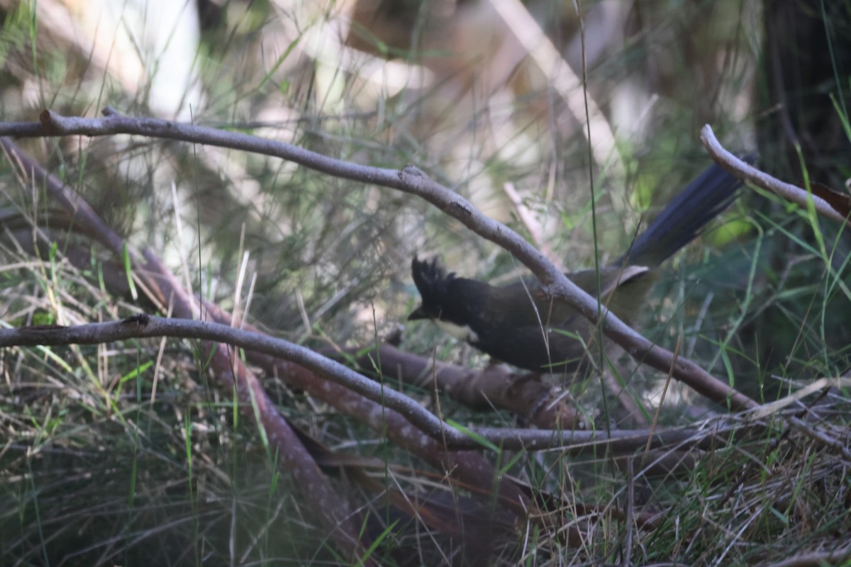 Eastern Whipbird - GEOFFREY SHINKFIELD