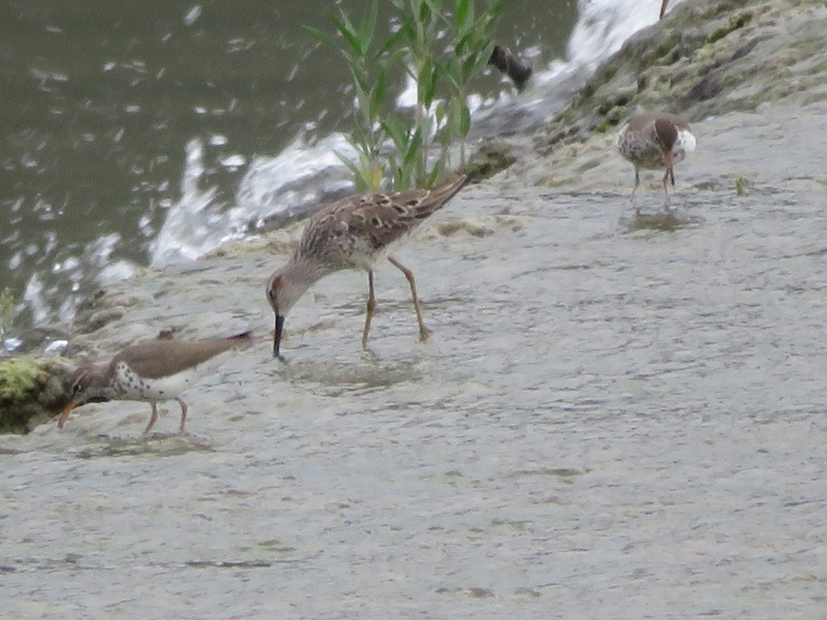 Spotted Sandpiper - ML619012439