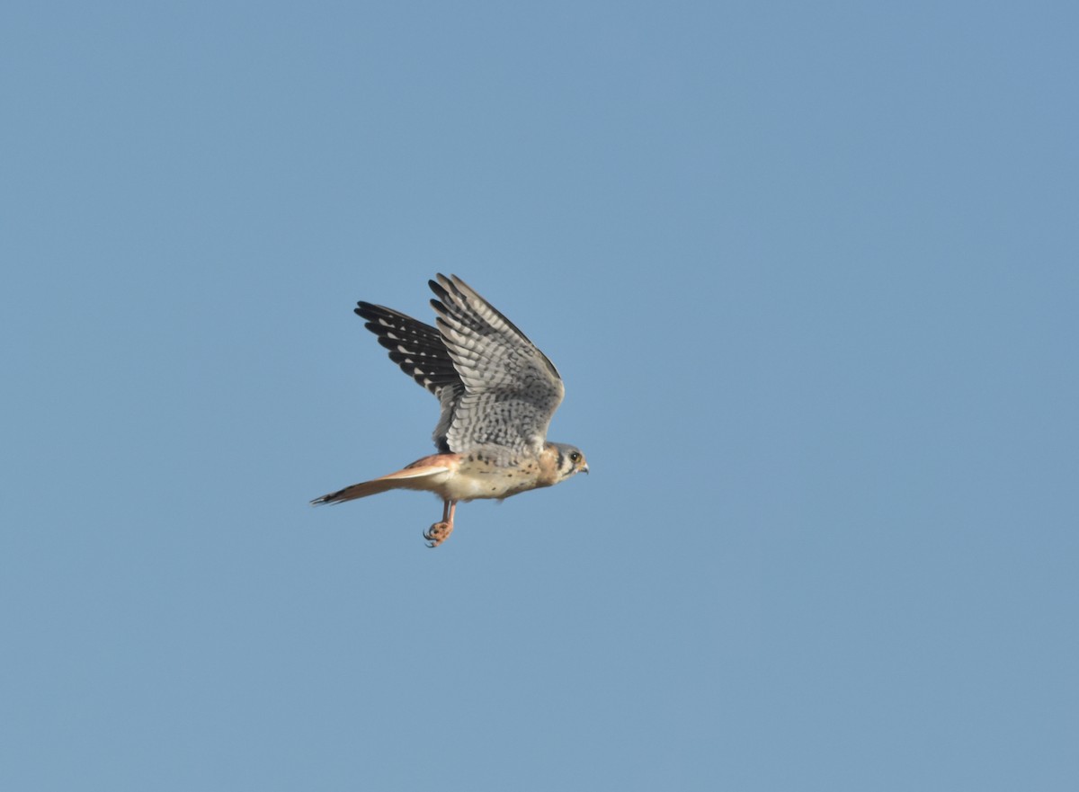 American Kestrel - ML619012451