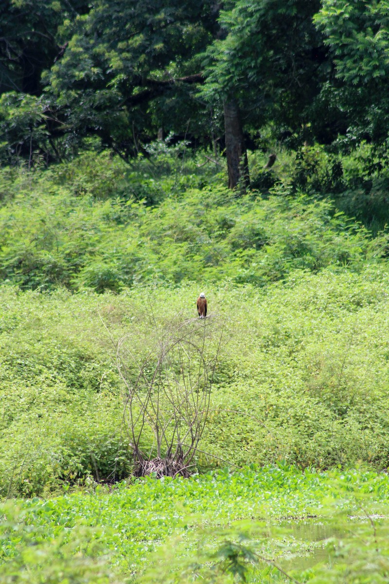 Black-collared Hawk - Sara López Madrid