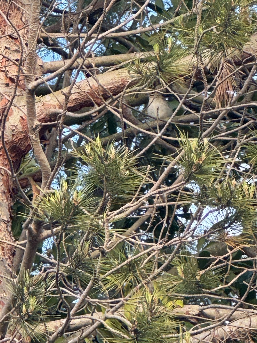 Red-eyed Vireo - Michael Auda