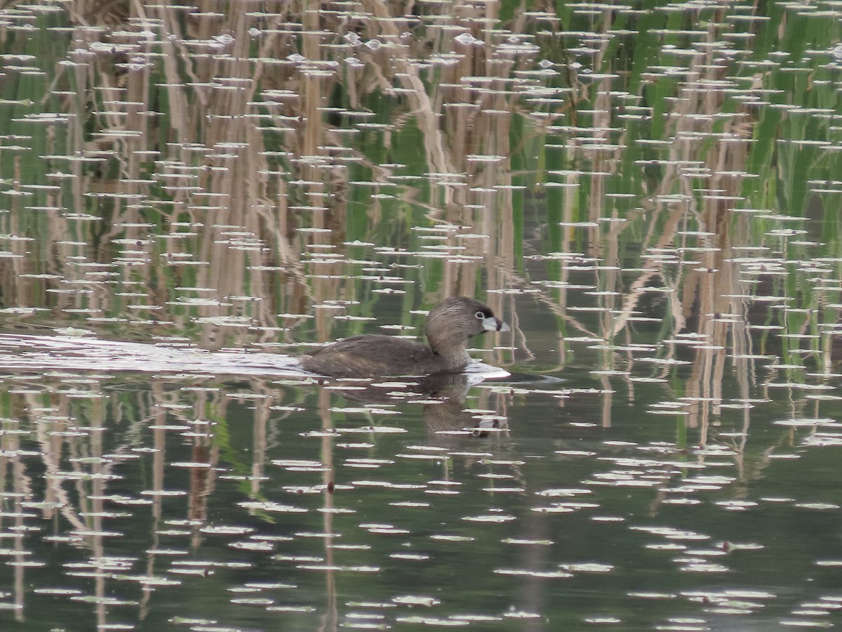 Pied-billed Grebe - Eileen LeFrancois