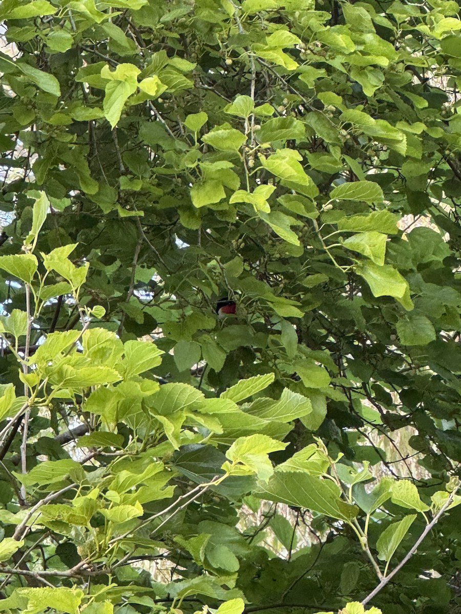 Rose-breasted Grosbeak - Michael Auda