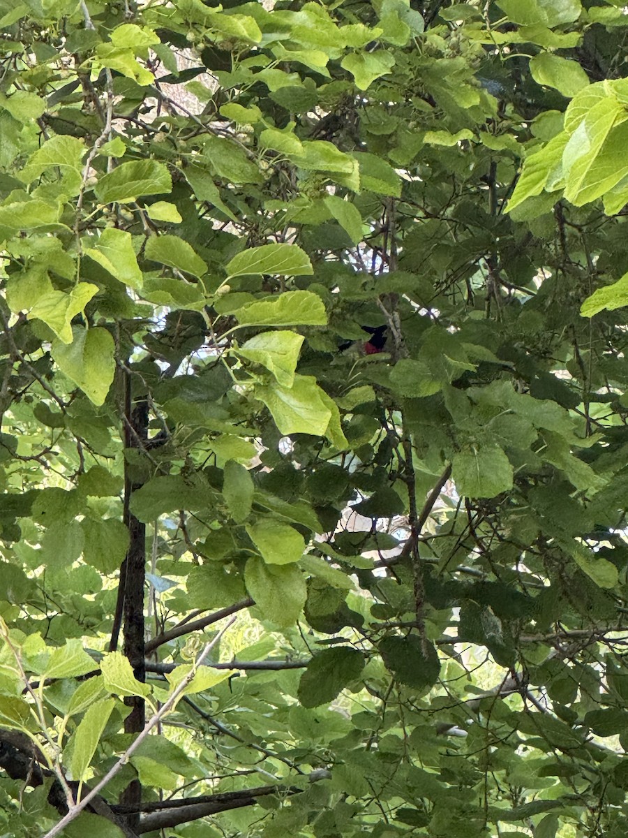 Rose-breasted Grosbeak - Michael Auda