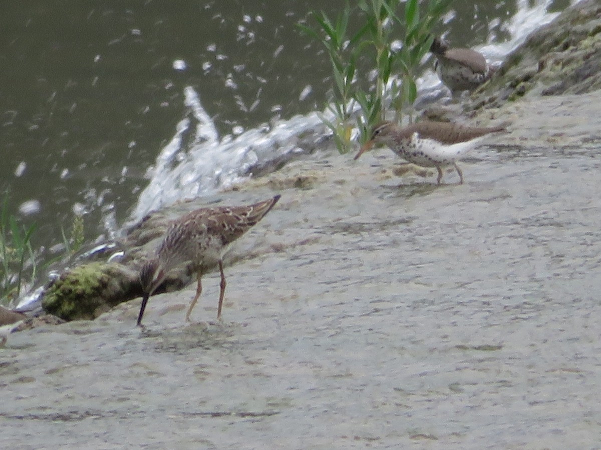 Spotted Sandpiper - ML619012493