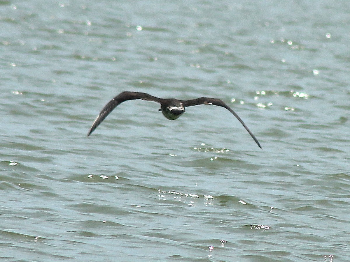 Parasitic Jaeger - ML619012500