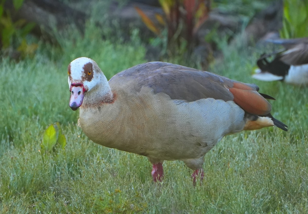 Egyptian Goose - ML619012504