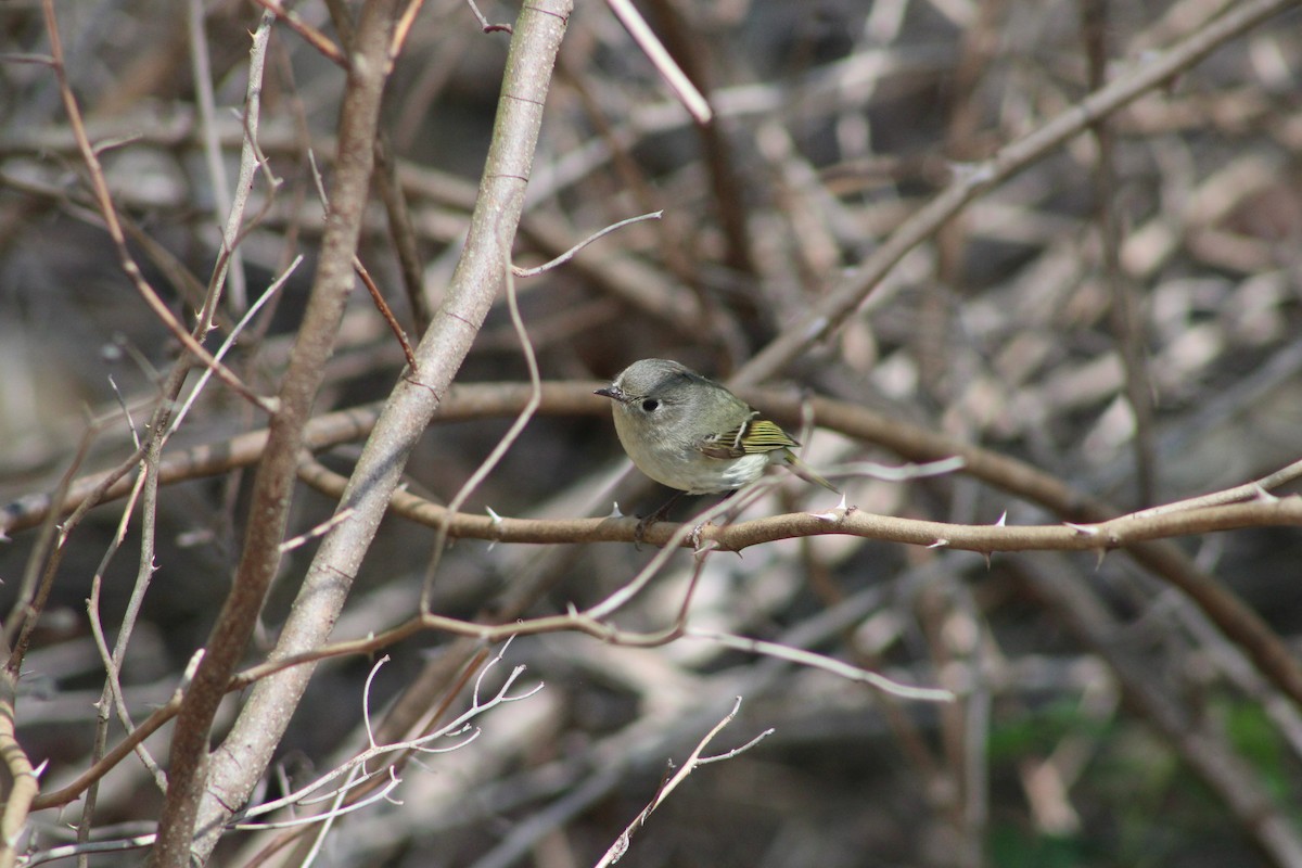 Ruby-crowned Kinglet - Cory Taylor