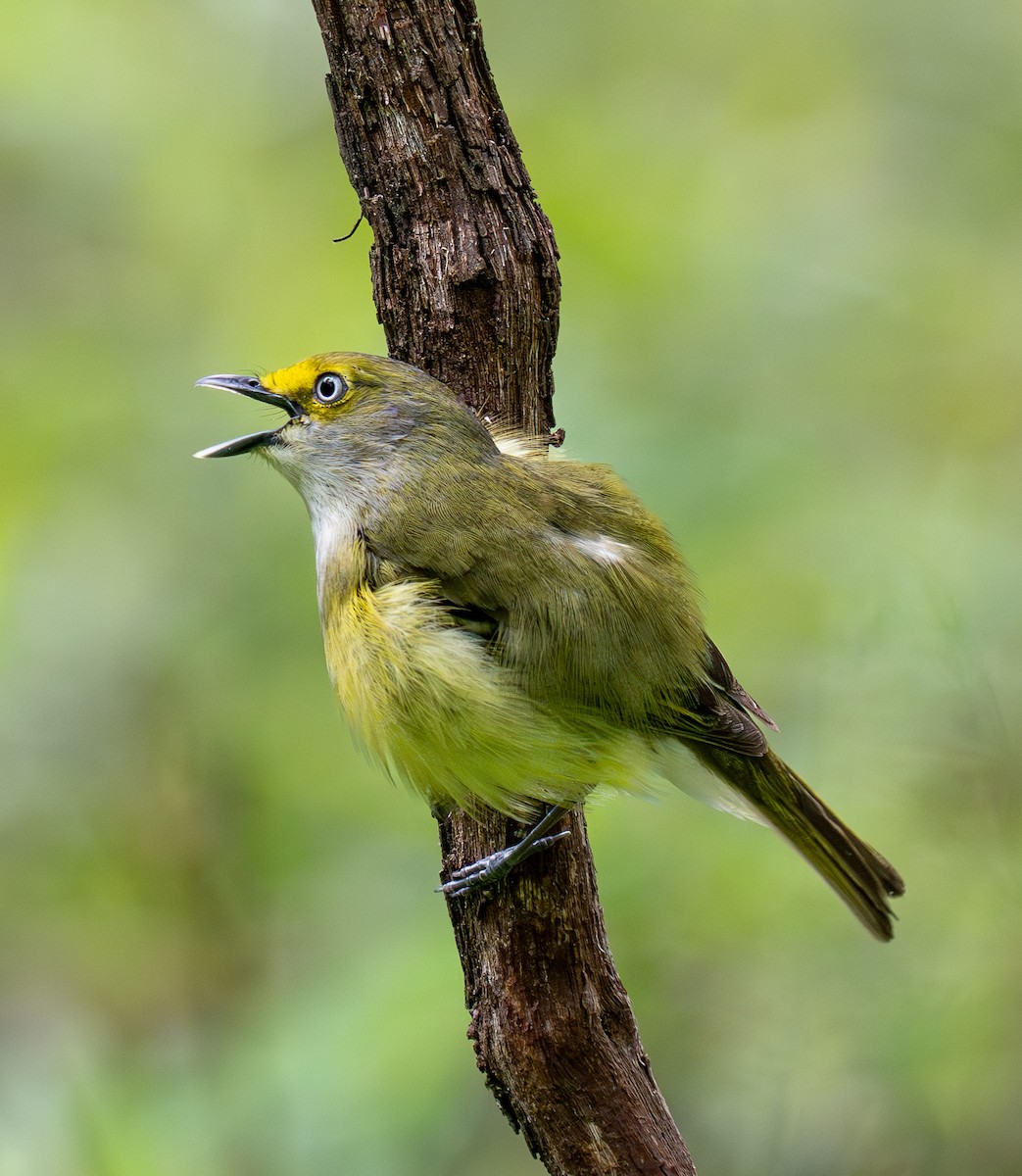 White-eyed Vireo - Jeremy Gresham