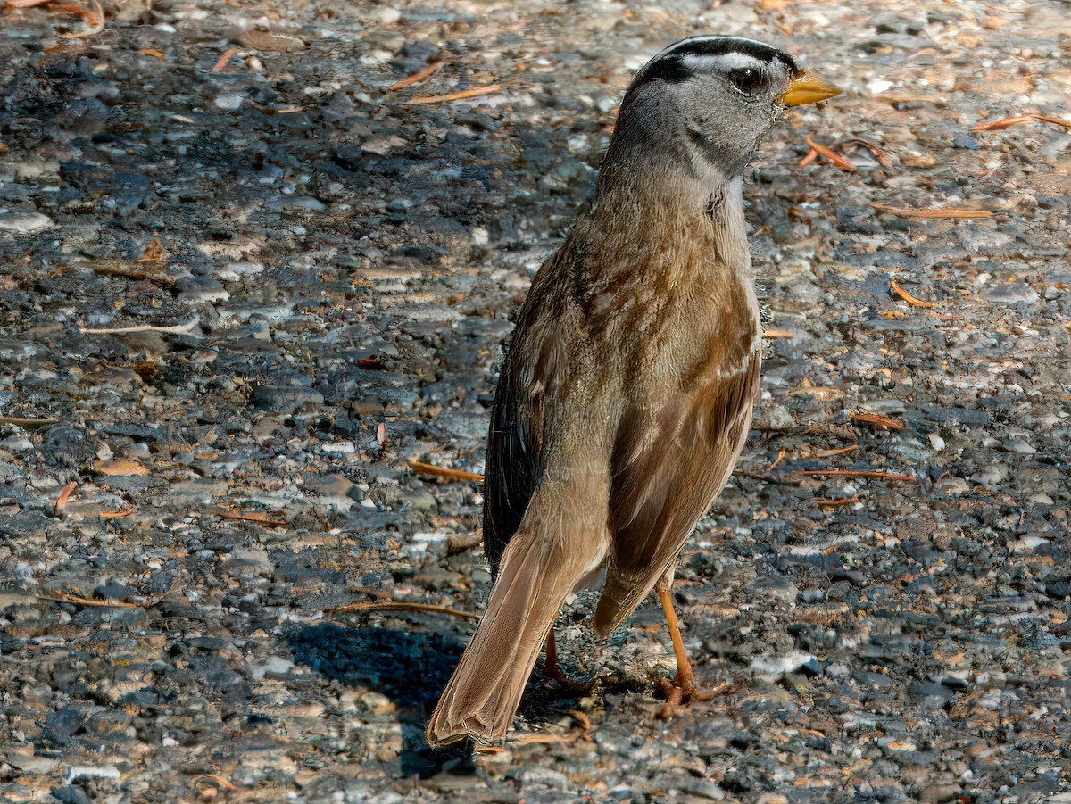 White-crowned Sparrow (pugetensis) - Dan Tallman