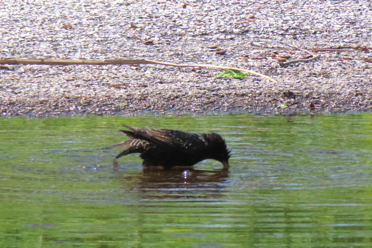 European Starling - ML619012605