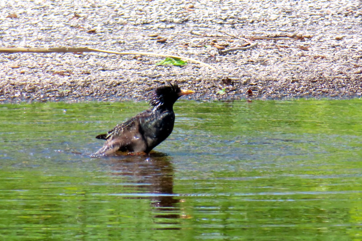 European Starling - ML619012607