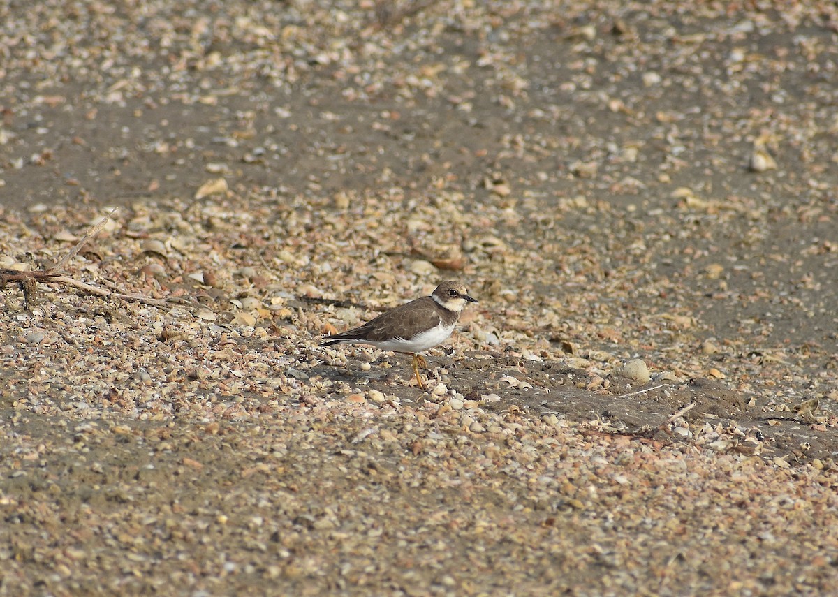 Little Ringed Plover - ML619012619