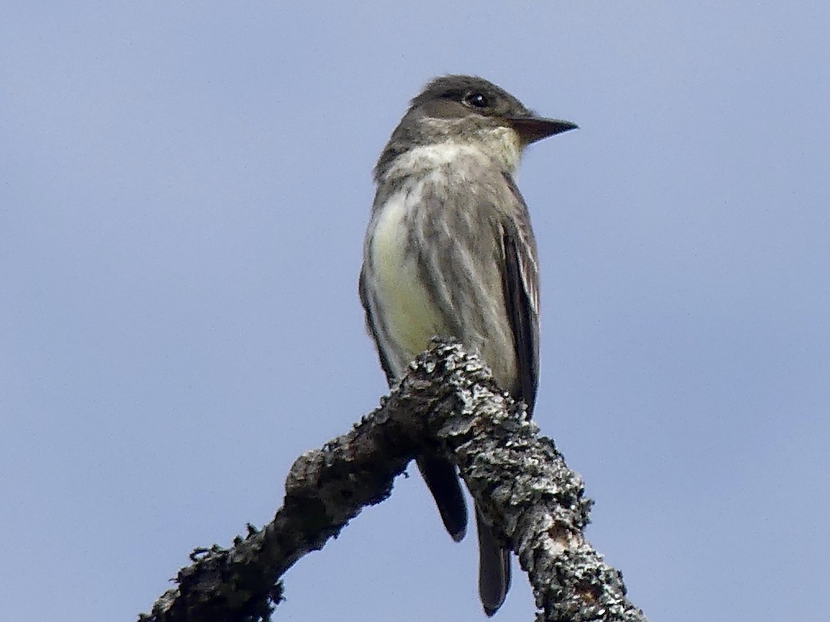 Olive-sided Flycatcher - Mike McGrenere