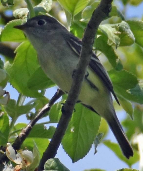 Least Flycatcher - ML619012699