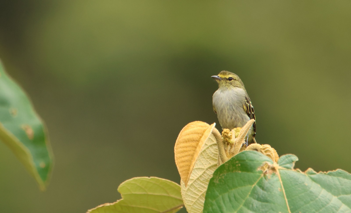 Golden-faced Tyrannulet - Francisco Jaramillo