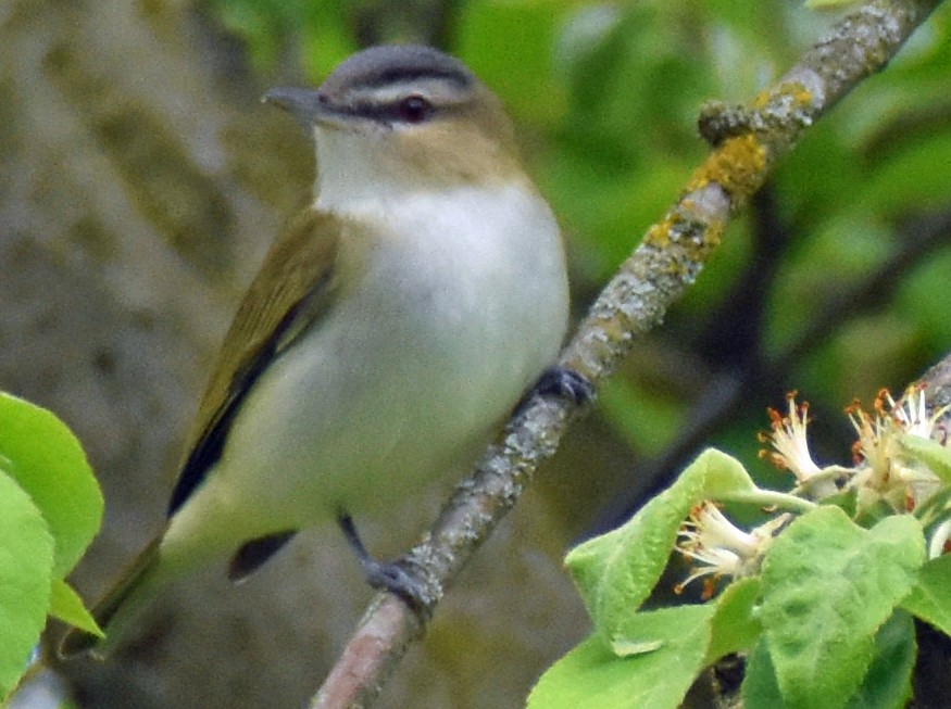 Kızıl Gözlü Vireo - ML619012725