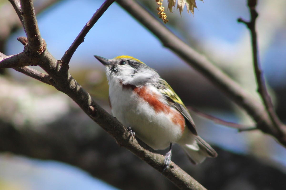 Chestnut-sided Warbler - Cory Taylor