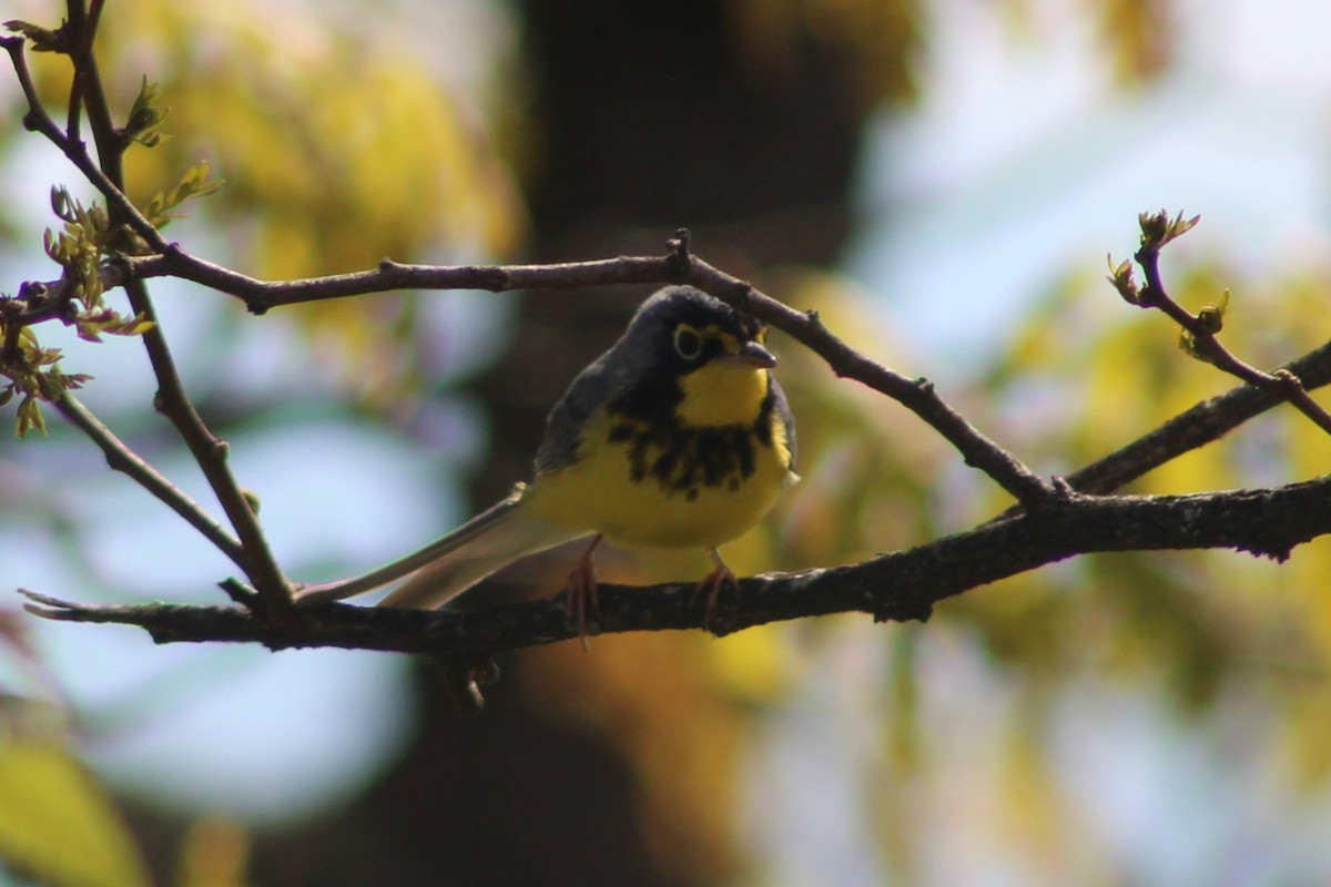 Canada Warbler - Cory Taylor