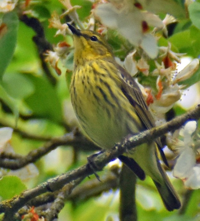 Paruline tigrée - ML619012771