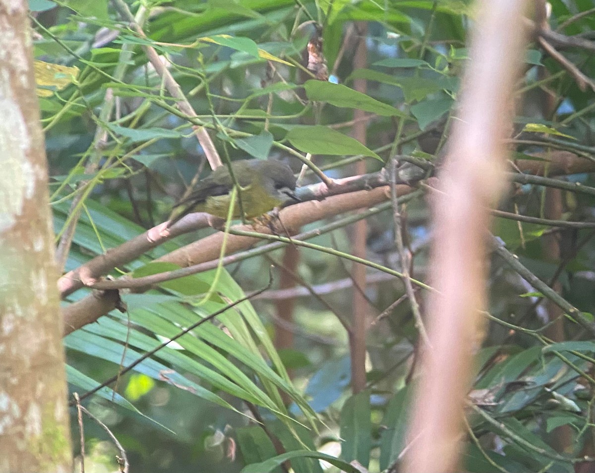 Pale-yellow Robin - ML619012792