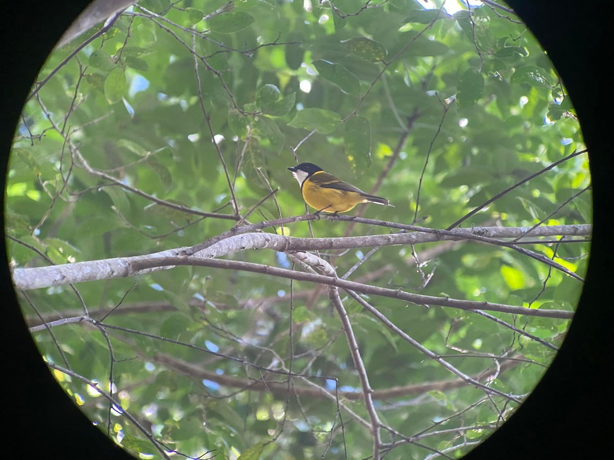 Golden Whistler (Eastern) - ML619012802
