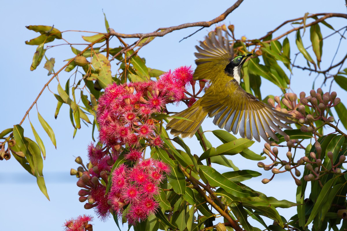 Blue-faced Honeyeater - ML619012813