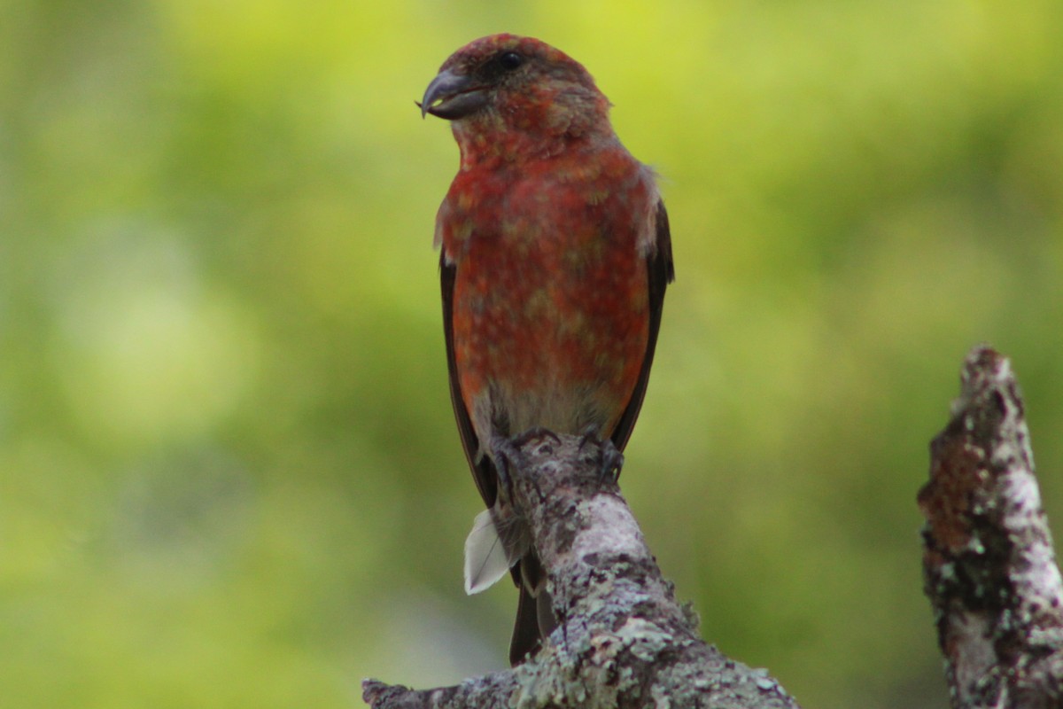 Red Crossbill - Cory Taylor