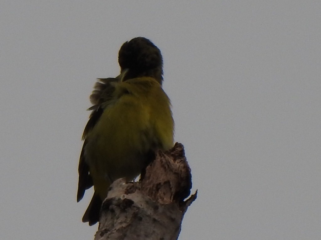 Southern Yellowthroat - Cecilia Isabel Fernández Diaz