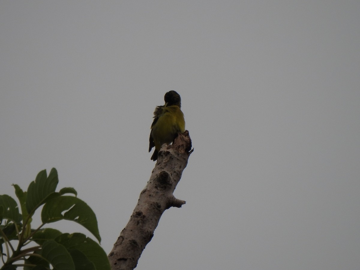 Southern Yellowthroat - Cecilia Isabel Fernández Diaz