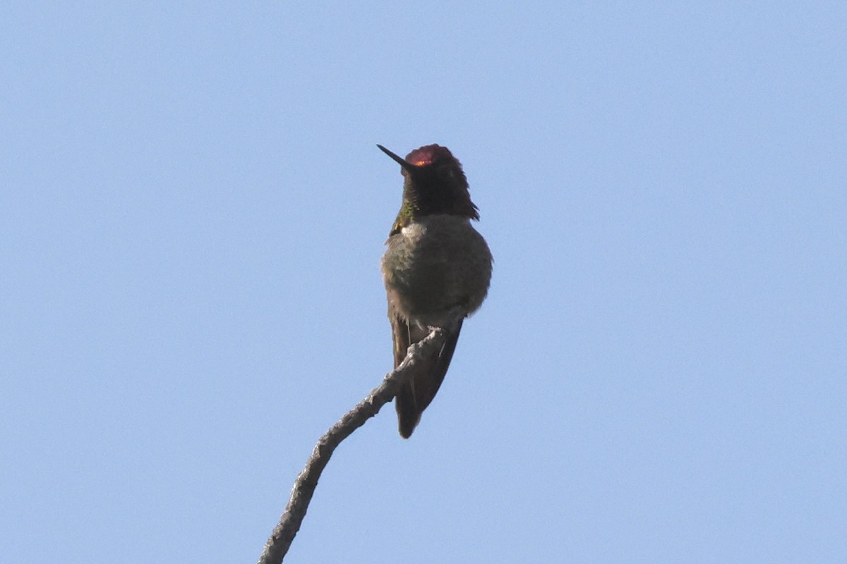 Anna's Hummingbird - ML619012844