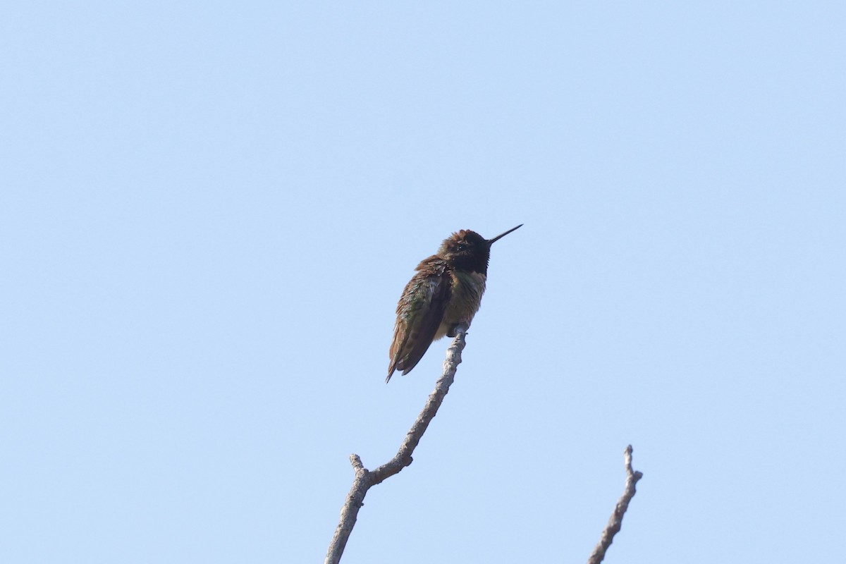Anna's Hummingbird - ML619012845