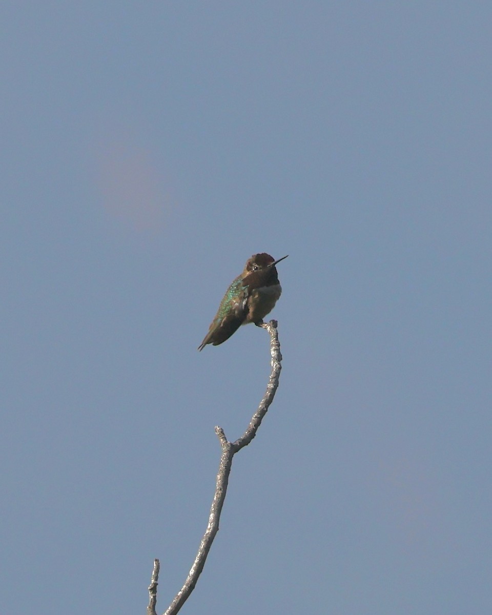 Anna's Hummingbird - ML619012846