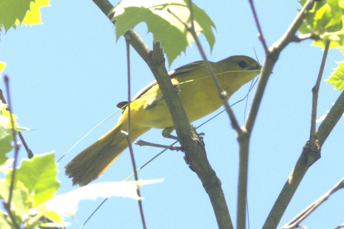 Orchard Oriole - ML619012848