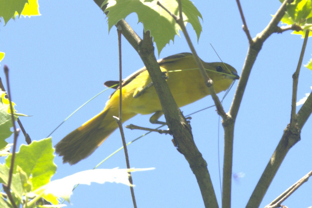 Orchard Oriole - ML619012849