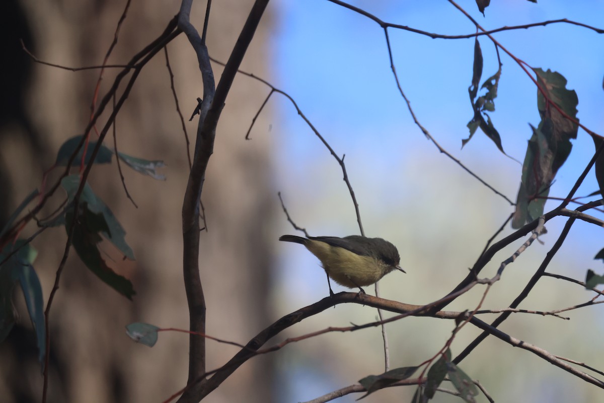 Buff-rumped Thornbill - GEOFFREY SHINKFIELD