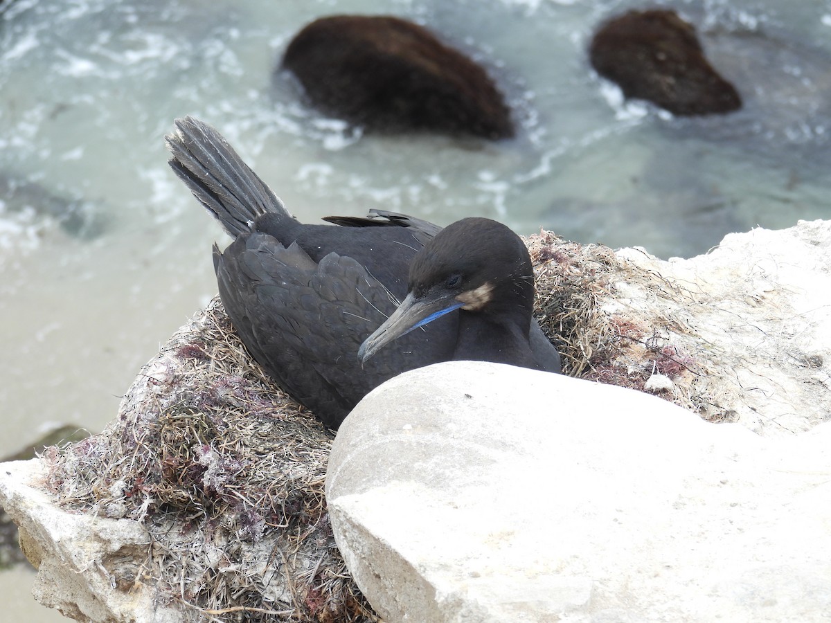 Brandt's Cormorant - ML619012855