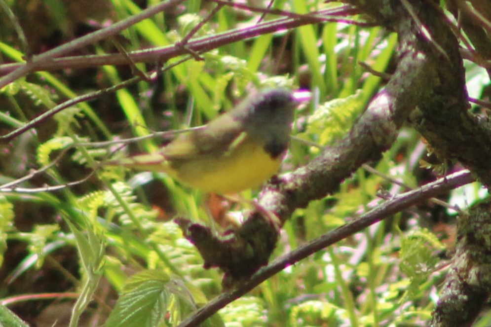 Mourning Warbler - Cory Taylor