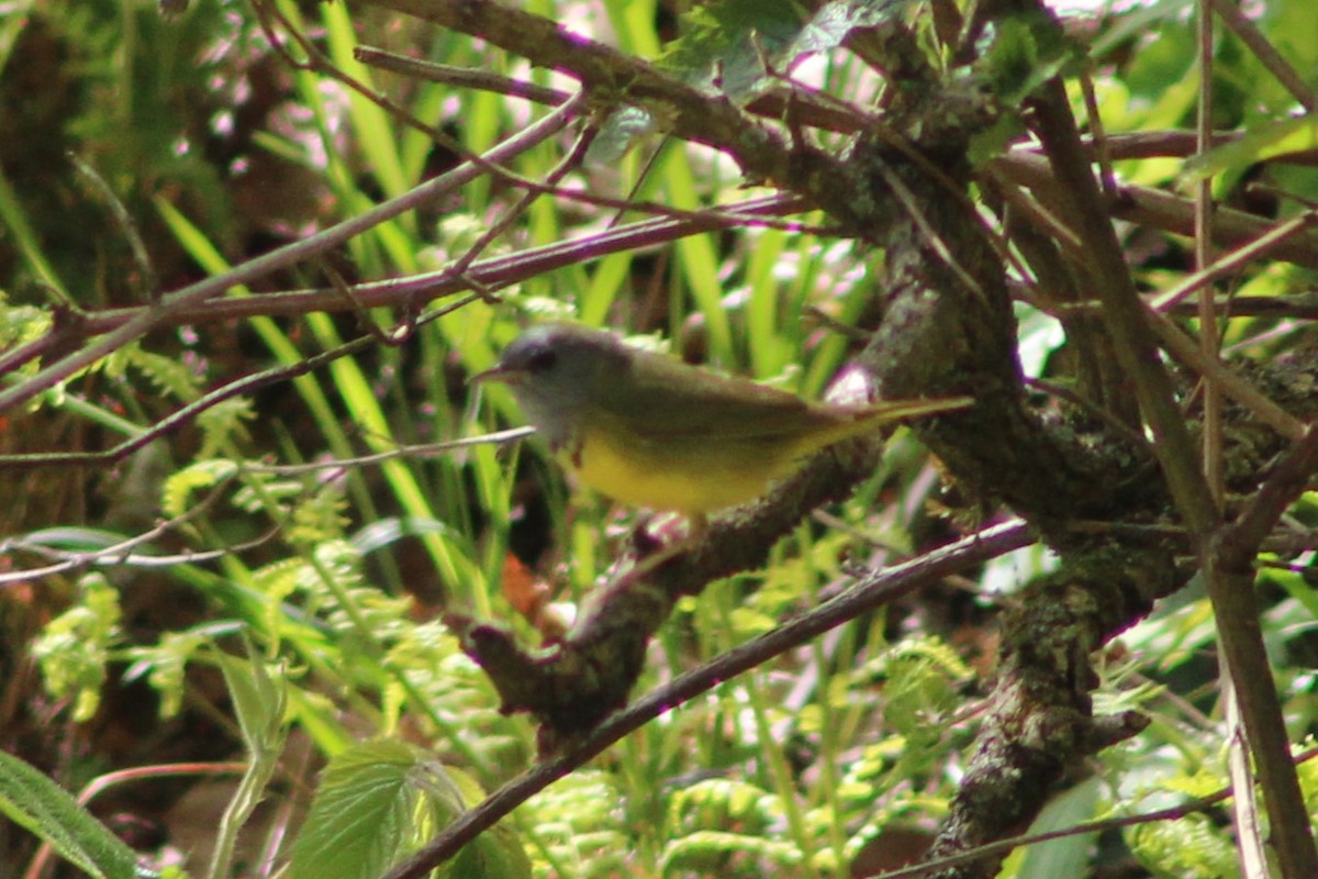 Mourning Warbler - Cory Taylor