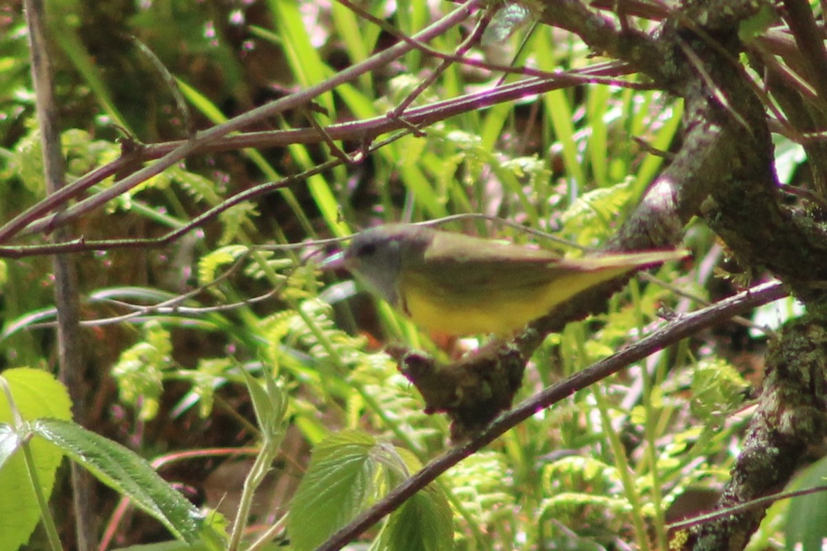 Mourning Warbler - Cory Taylor