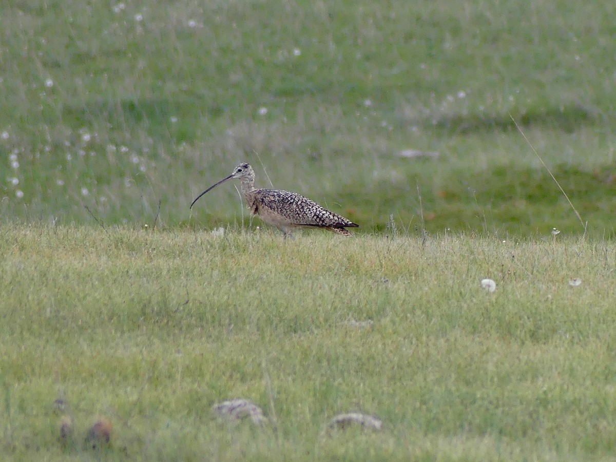 Rostbrachvogel - ML619012888