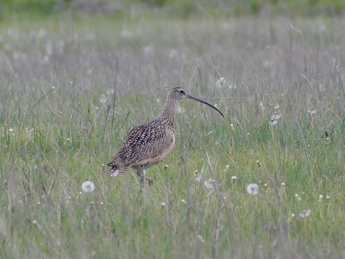 Long-billed Curlew - Peder Stenslie