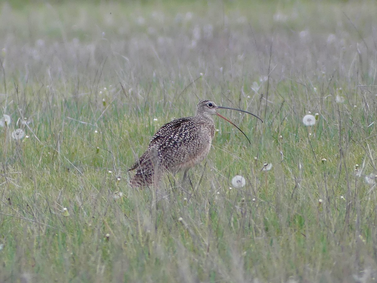 Long-billed Curlew - Peder Stenslie