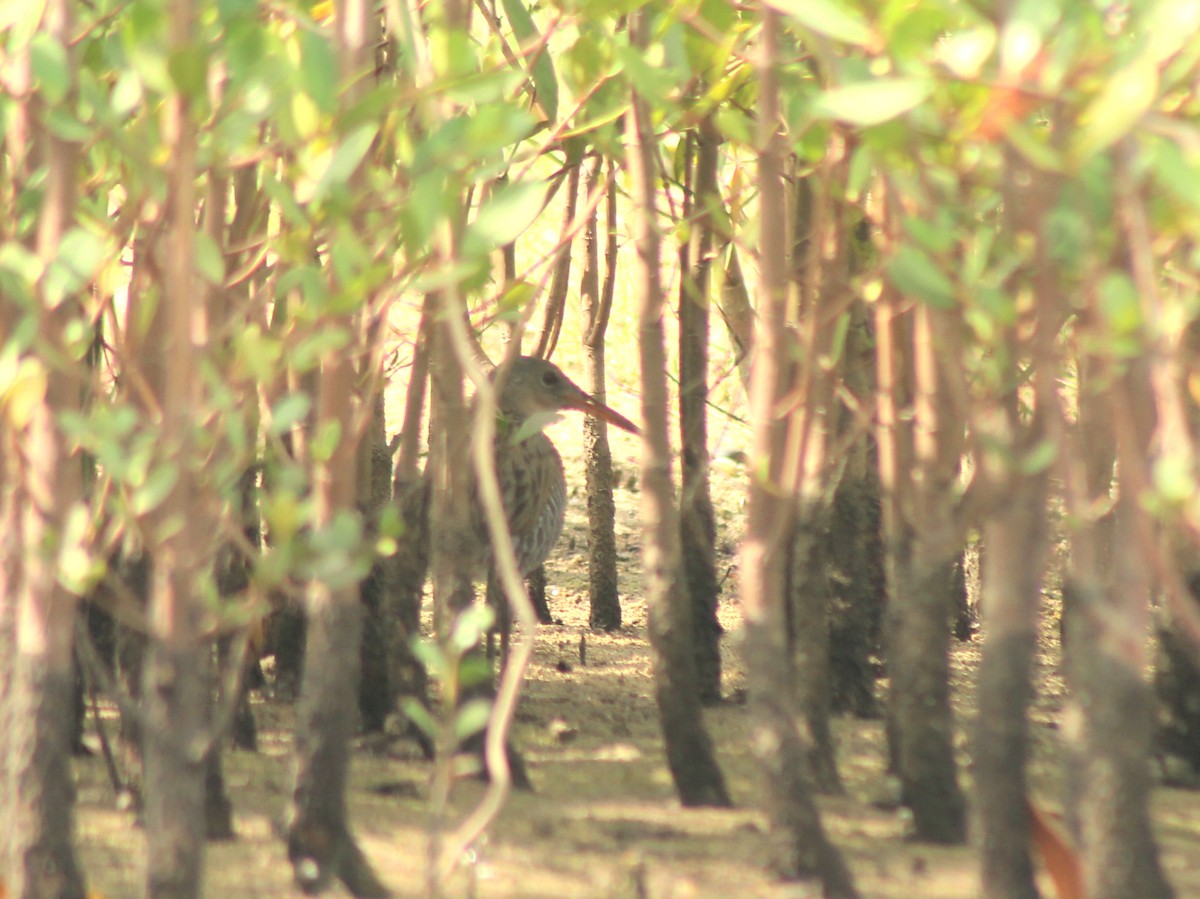 Rascón de Manglar - ML619012899