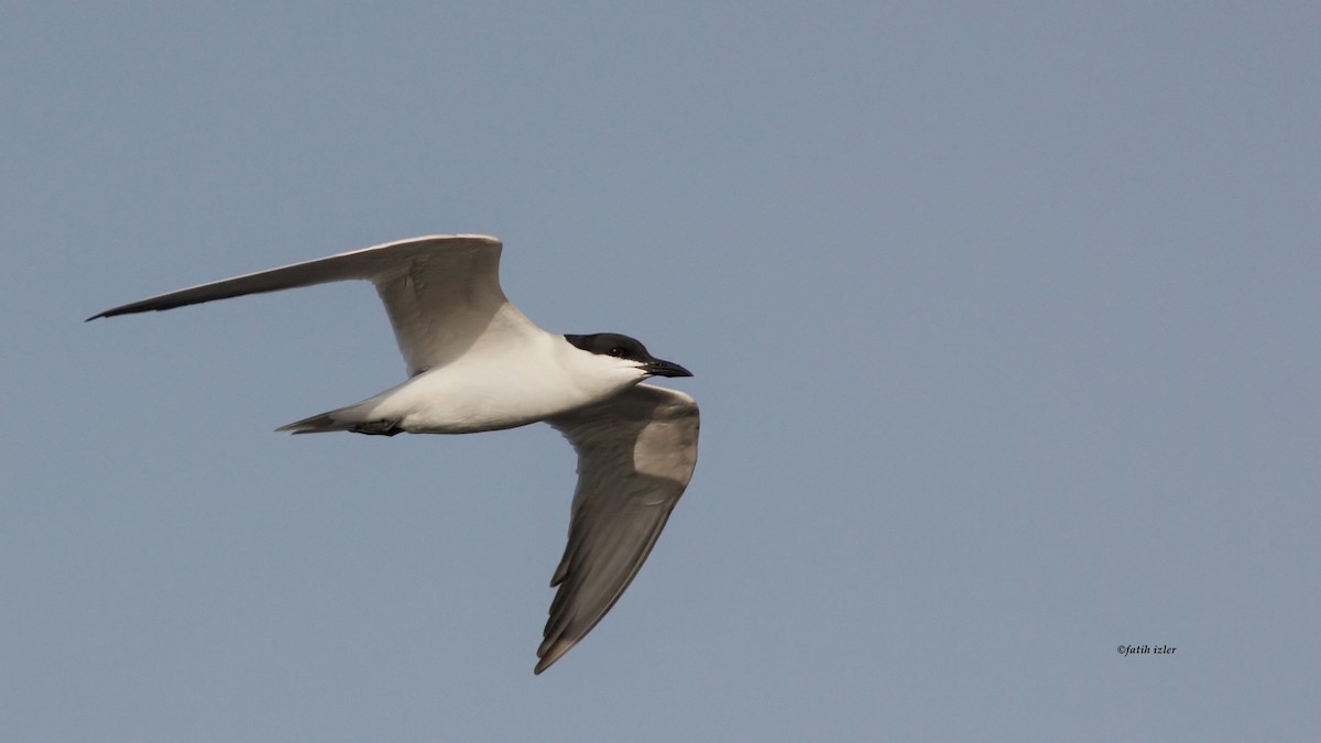 Gull-billed Tern - Fatih Izler